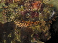 close up shot of a stone fish taken with Canon G12.