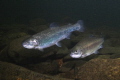 TESCO fish :)