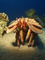 Lobster