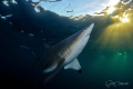 Admiring the Sun
Black Tip Shark photographed close to Aliwal Shoal. The water was not the cleanest, but I like the 