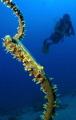 Wire coral goby and diver.
Inon bugeye