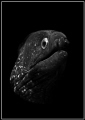 Murena