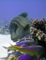 Goliath grouper playing peek-a-boo with some goatfish.