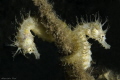 Hippocampus Ramulosus
Olympus E-PL2 - Panasonic 45mm macro - 2 Sea&Sea YS-D1
ISO 200 - f16 - 1/125th