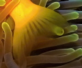 Anemone with clown fish