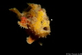 Small Frog fish Canon EOS 5 mark 2 ikelite housing 100 mm macro