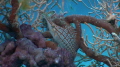 longnose hawkfish foto made with jvc camcorder