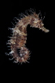 Hippocampus