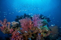 Glorious reef!