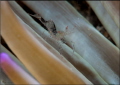 A very small shrimp in a gorgona. 105mm macro