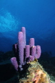 This was taken on the North Side of Bonaire but since Bonaire is not listd in the countries I picked Aruba.  Very beautiful Coral on this side of the island.