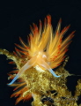 dondice banyulensis