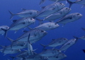 school of fish