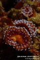 Corynactis viridis