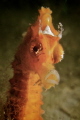 Splendid seahorse! To me, it appears she is wearing a crown.