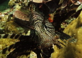 Lion fish