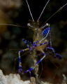 Cleaner shrimp--open for business.