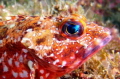 Face of a Scorpion fish. at Owase,　Mie, Japan