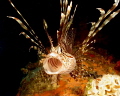 Lionfish