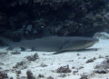 white tip shark sitting on the bottom