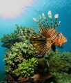 Lionfish displaying spines checking out his reflection in my dome port, with a sunburst in the back ground