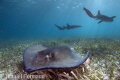 sting ray with nurse shark backround