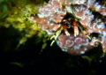 A very tiny crab...