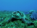 not the best in terms of white balance but very funny pic : the turtle and the fish on the right