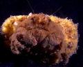 granchio facchino