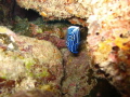 Canon G12