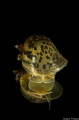 Eared pond snail