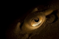 Skate Eye - Close-Up