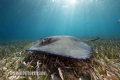 sting ray in the sun