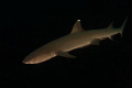 Whitetip taken at Sipadan island - Malaysia