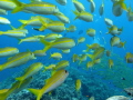 inside a school of fish