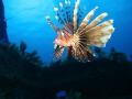Lionfish