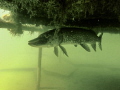 wraysbury dive centre