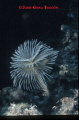 Spirographe