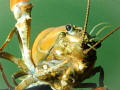cray up close
