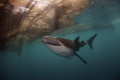 Whale Shark