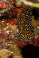 Leopard Flatworm
