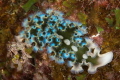 Lettuce Leaf Sea Slug Canon digital Rebel XTi with 100mm f/2.8 in Ikelite housing with 2 Ikelite strobes.
