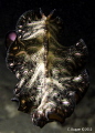 Persian Carpet Flatworm skirting away into the dark.  Taken during a dusk dive at Rainbow Reef in Yap.