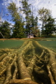 Zebra mussels growing on the shoreline in Elk Lake, Michigan