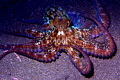octopus