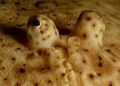 Kish Island, 
Nikon D7000 , Aquatica AD7000
Ikelite DS161, Nikor105 mm , +5 Aquatica wet lens