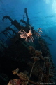 Giannis D & lionfish