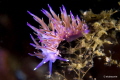 Flabellina in notturna...