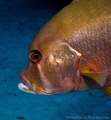 Shorty snapper 
Picture taken in South Sound, Grand Cayman, Cayman Islands.