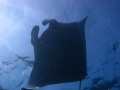 Manta Ray